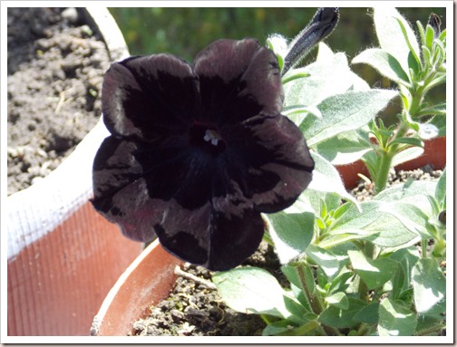Petunia...neagră